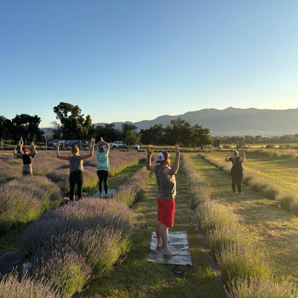 Lavender Farm Yoga